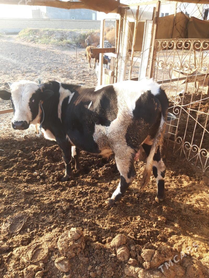 Okuz - Туркменабат - img 2