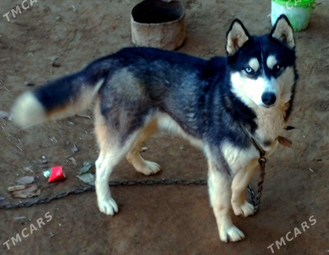 Линда - Шабатский этрап - img 2