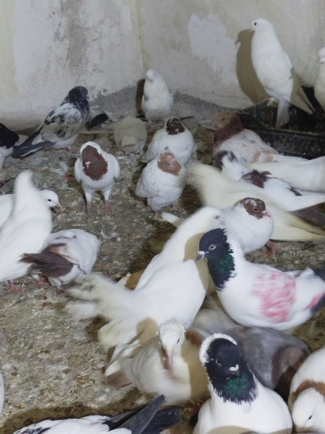 Kepderi Кепдери Голуби - Podwoýski köç. (Bitarap Türkmenistan şaýoly) - img 4