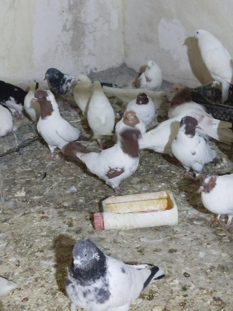 Kepderi Кепдери Голуби - Podwoýski köç. (Bitarap Türkmenistan şaýoly) - img 3