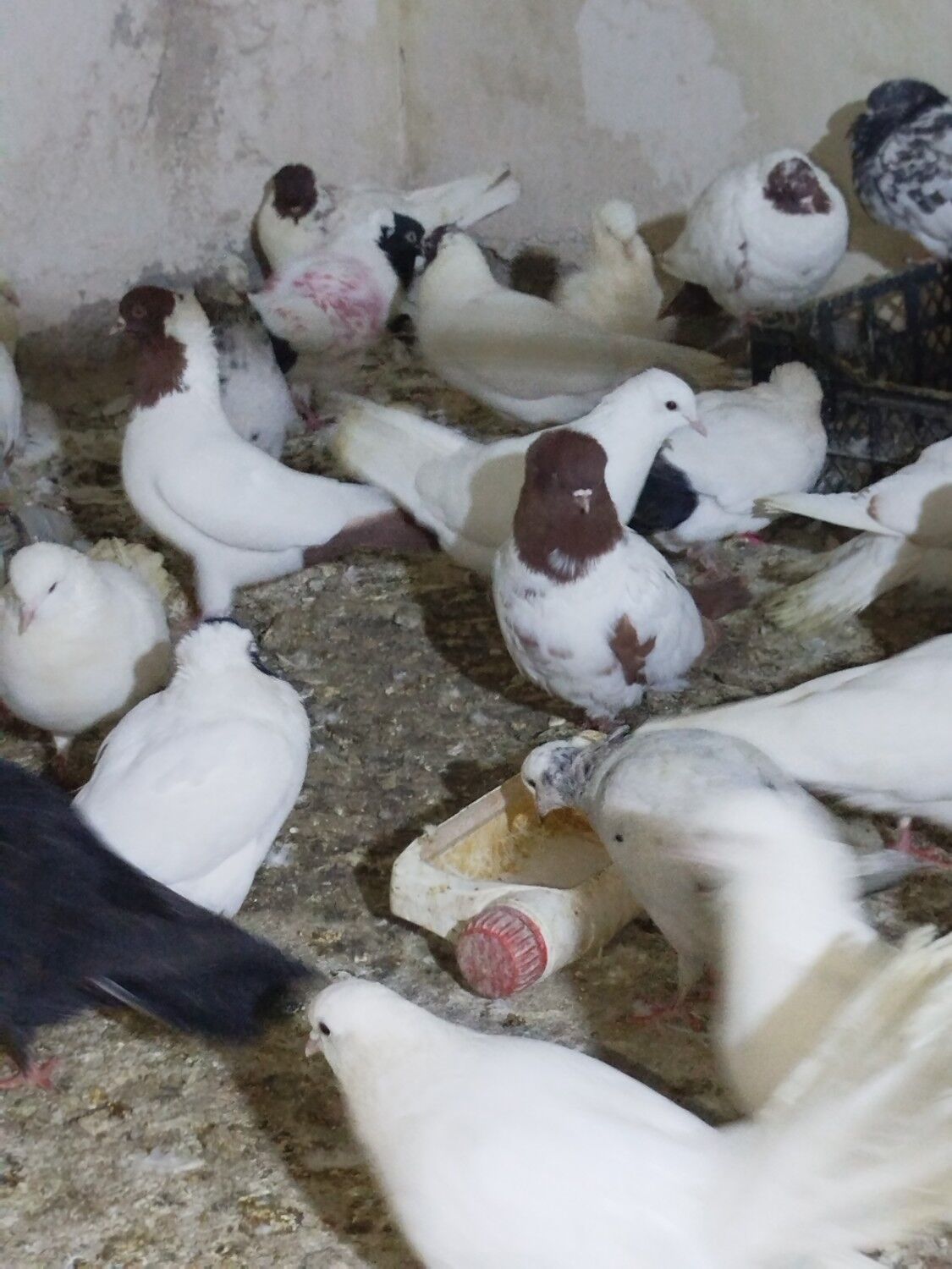 Kepderi Кепдери Голуби - Podwoýski köç. (Bitarap Türkmenistan şaýoly) - img 6