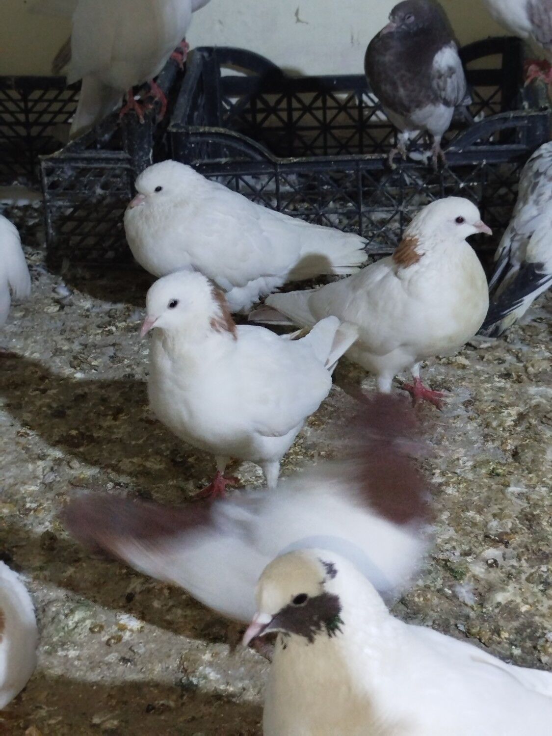 Kepderi Кепдери Голуби - Podwoýski köç. (Bitarap Türkmenistan şaýoly) - img 7