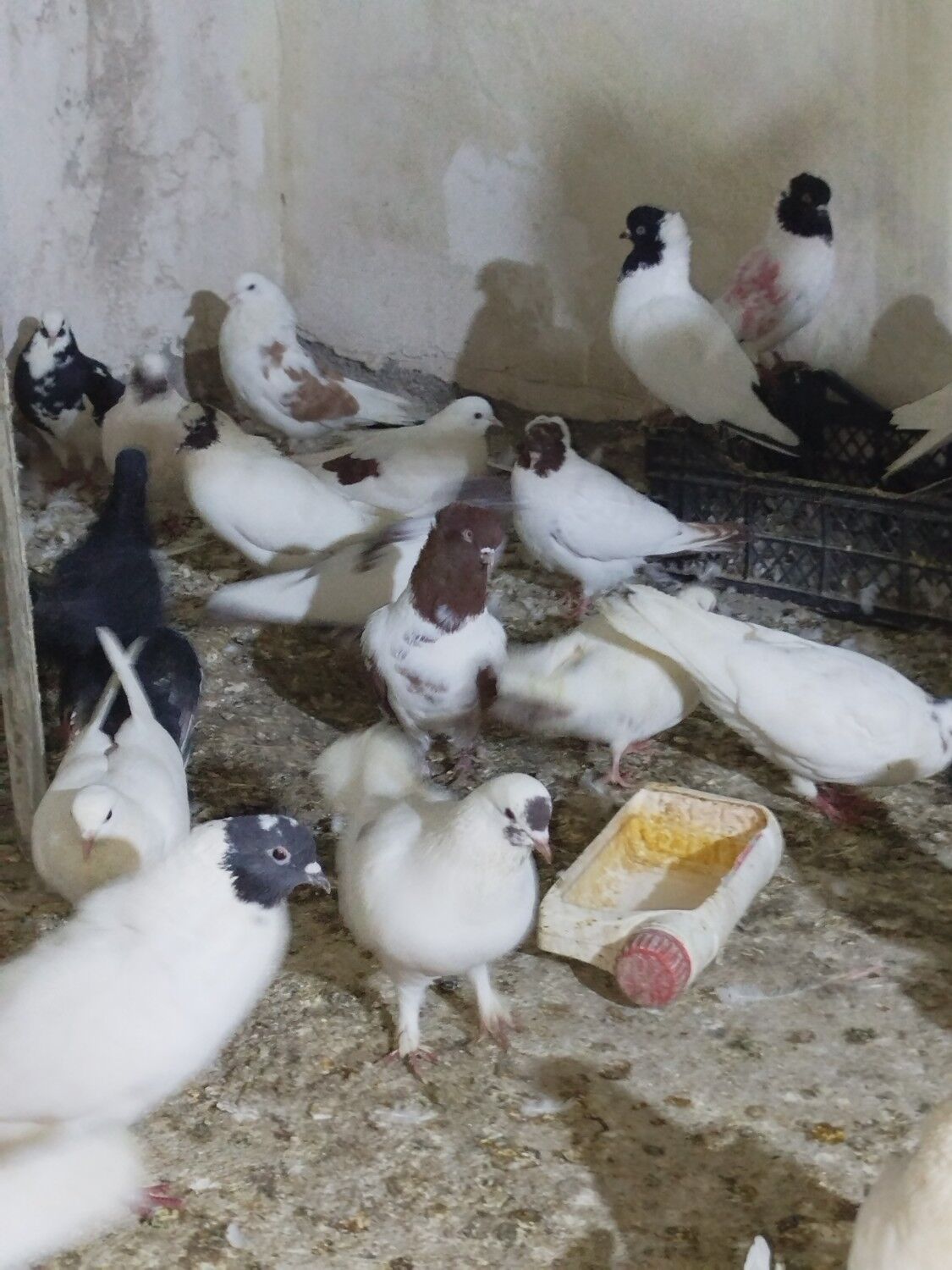 Kepderi Кепдери Голуби - Podwoýski köç. (Bitarap Türkmenistan şaýoly) - img 5