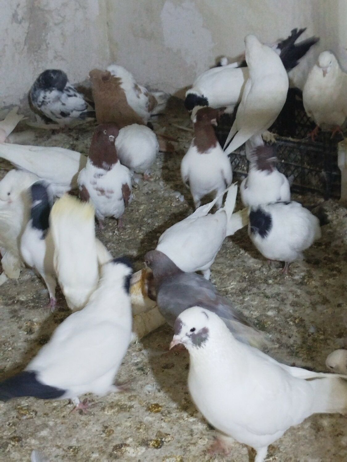 Kepderi Кепдери Голуби - Podwoýski köç. (Bitarap Türkmenistan şaýoly) - img 2