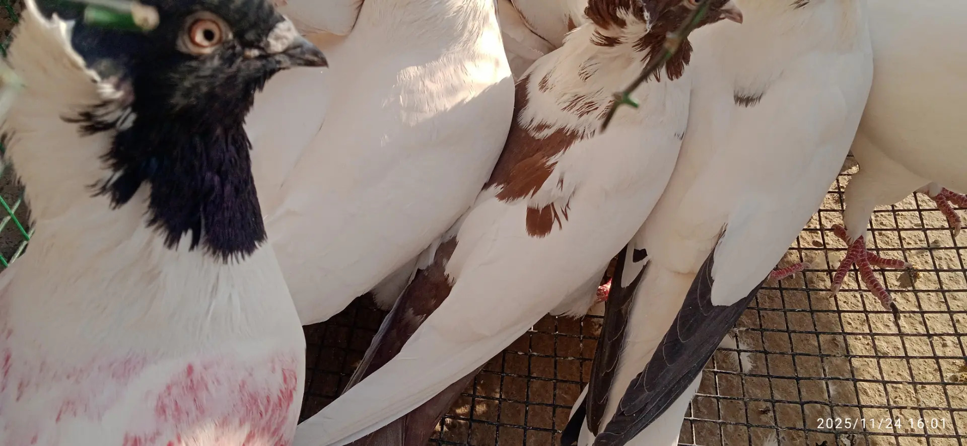 Kepderi Кепдери Голуби - Podwoýski köç. (Bitarap Türkmenistan şaýoly) - img 9