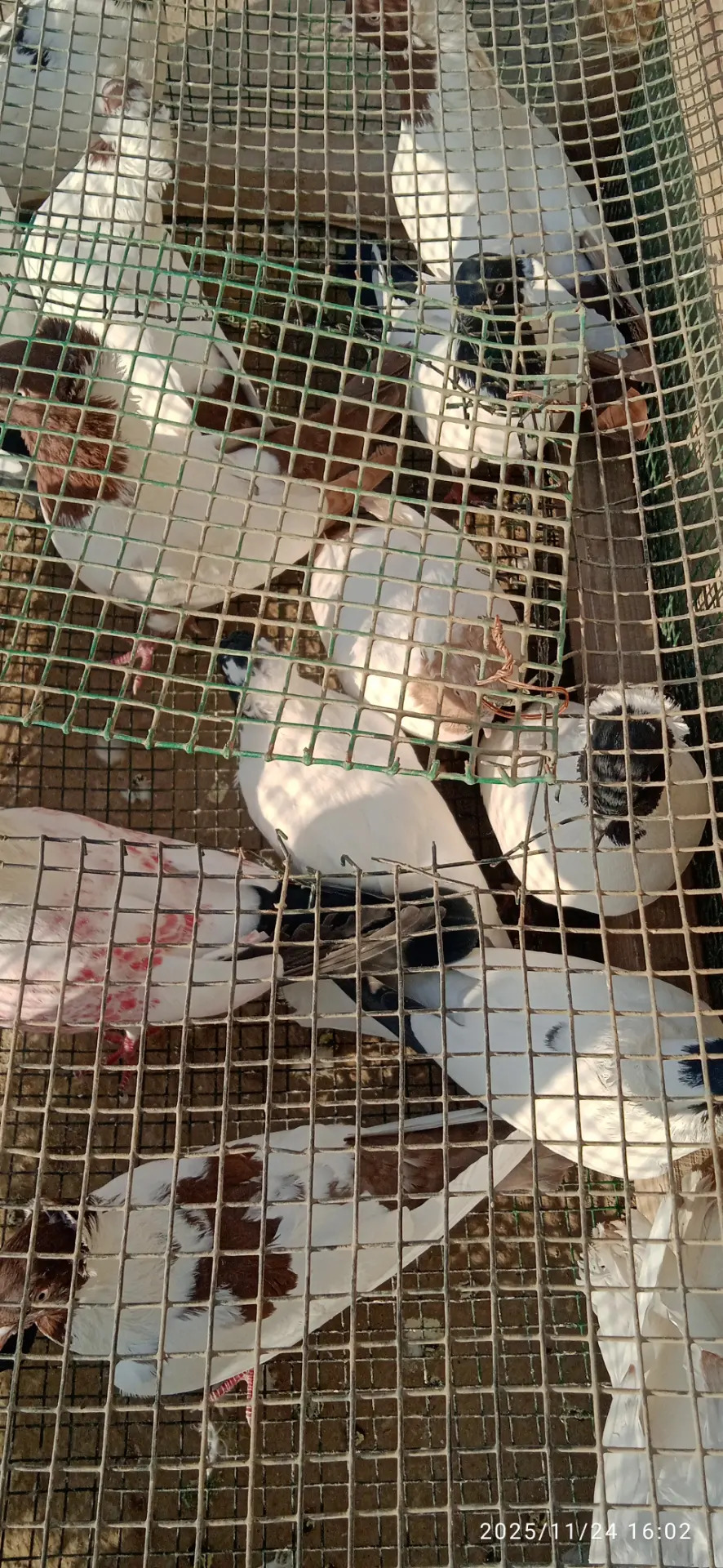 Kepderi Кепдери Голуби - Podwoýski köç. (Bitarap Türkmenistan şaýoly) - img 11