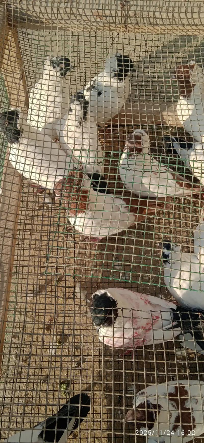 Kepderi Кепдери Голуби - Podwoýski köç. (Bitarap Türkmenistan şaýoly) - img 10