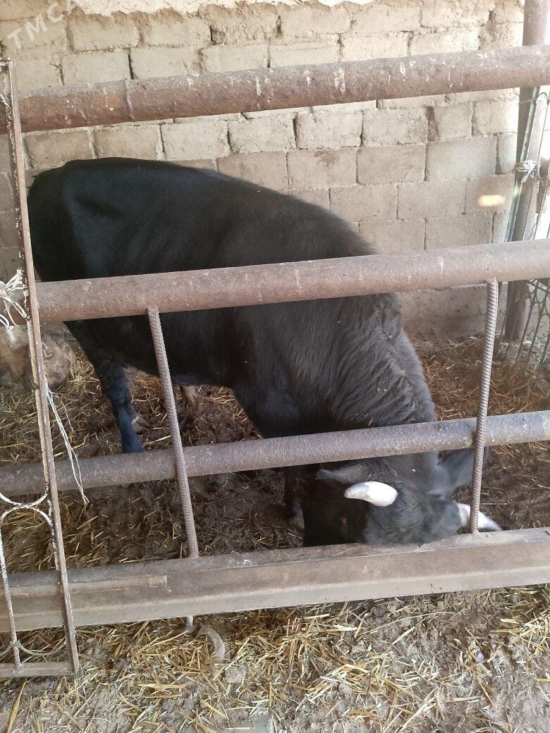 öküz - Ашхабад - img 1