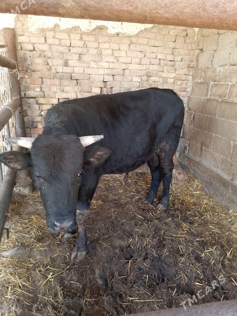 öküz - Ашхабад - img 2