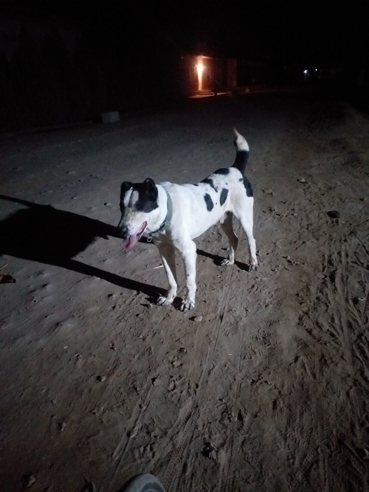 gara gush - Дашогуз - img 5