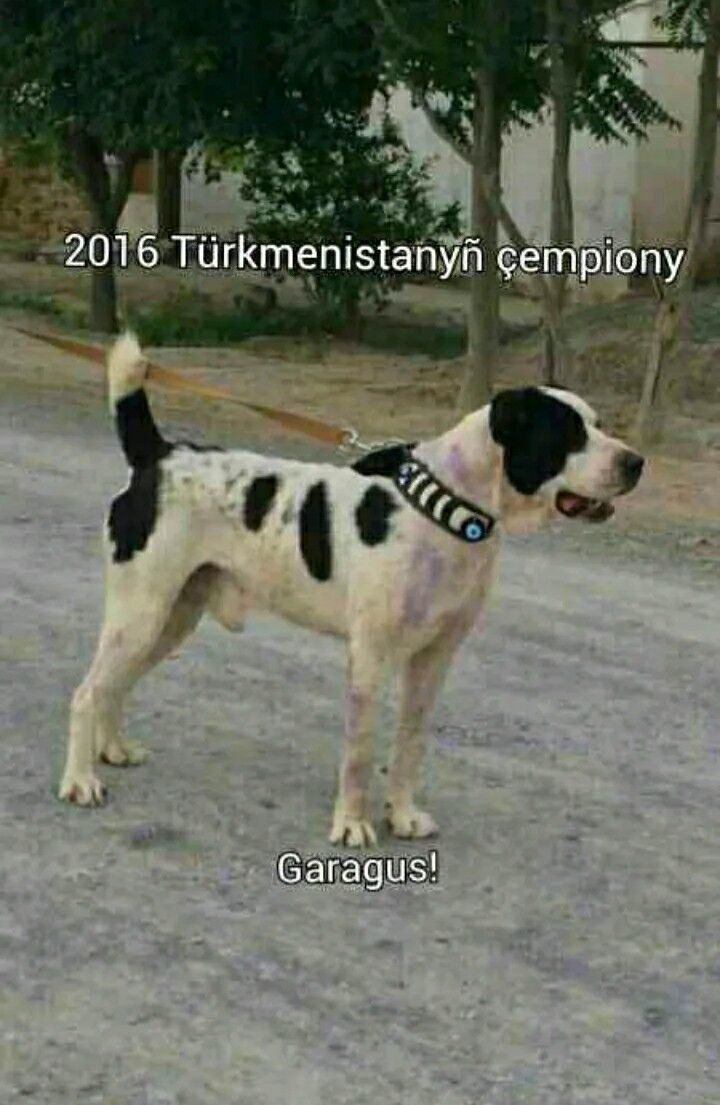 gara gush - Дашогуз - img 3