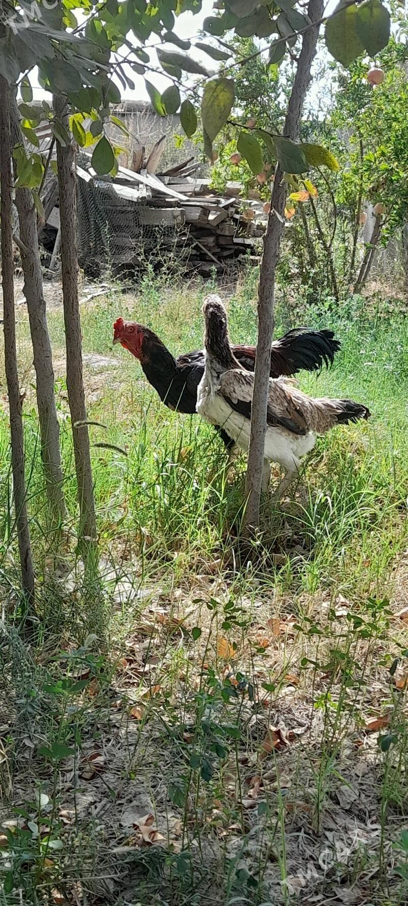 horaz maki - Кака - img 4