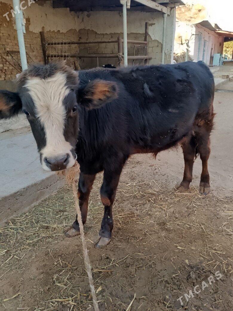 öküz - Aşgabat - img 3