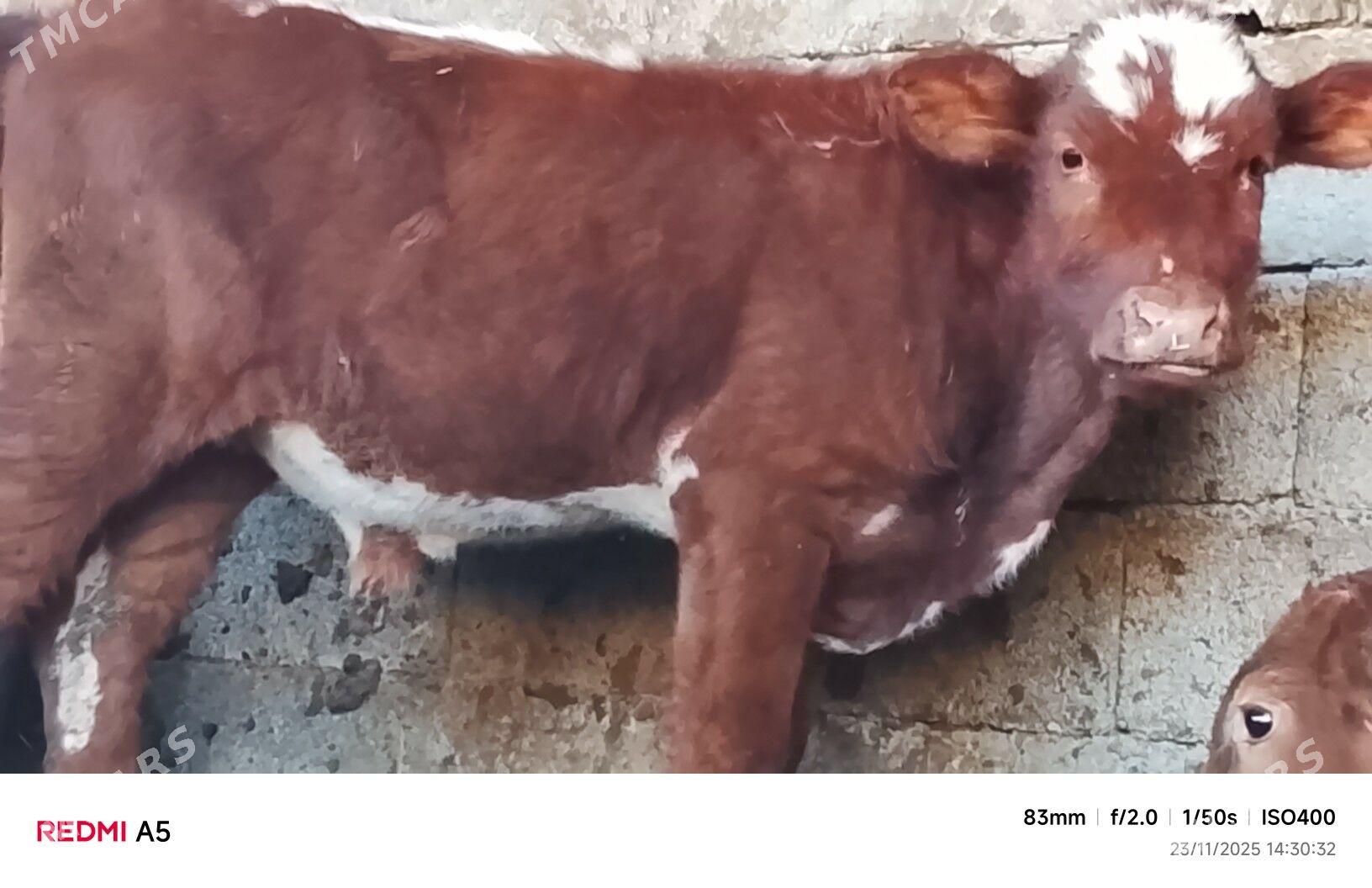 ökiz - Бузмеин - img 2