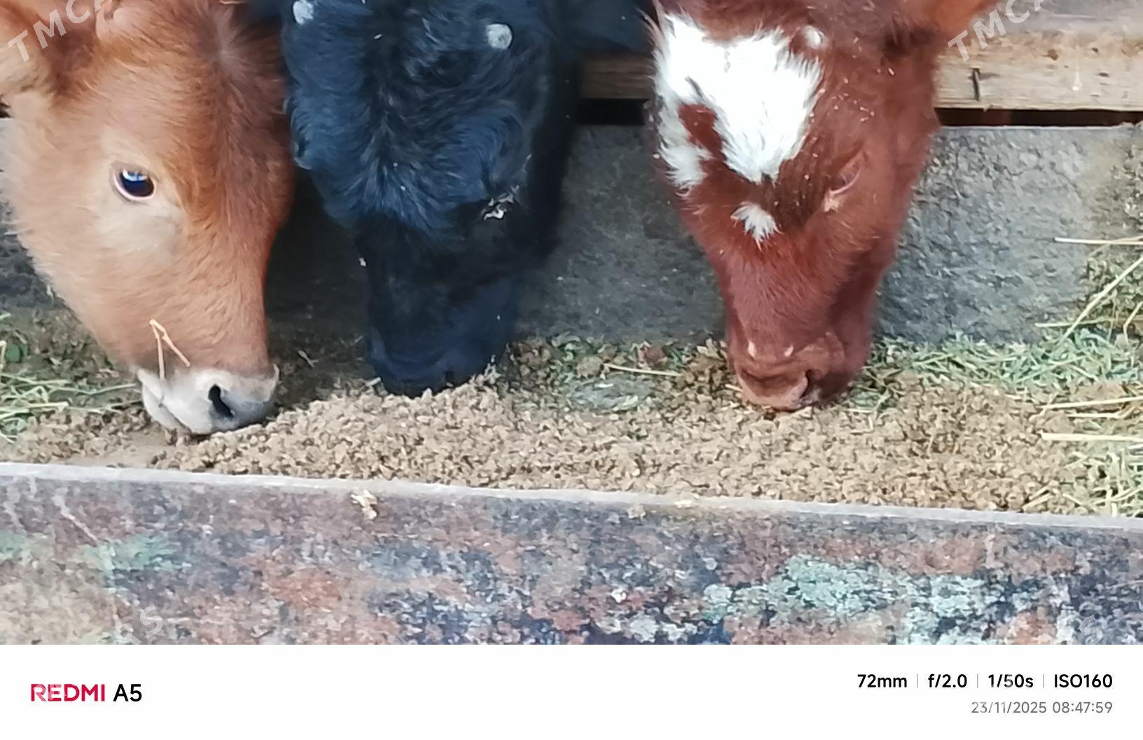 ökiz - Бузмеин - img 4