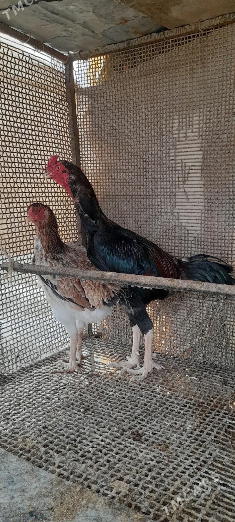 horaz maki - Кака - img 3