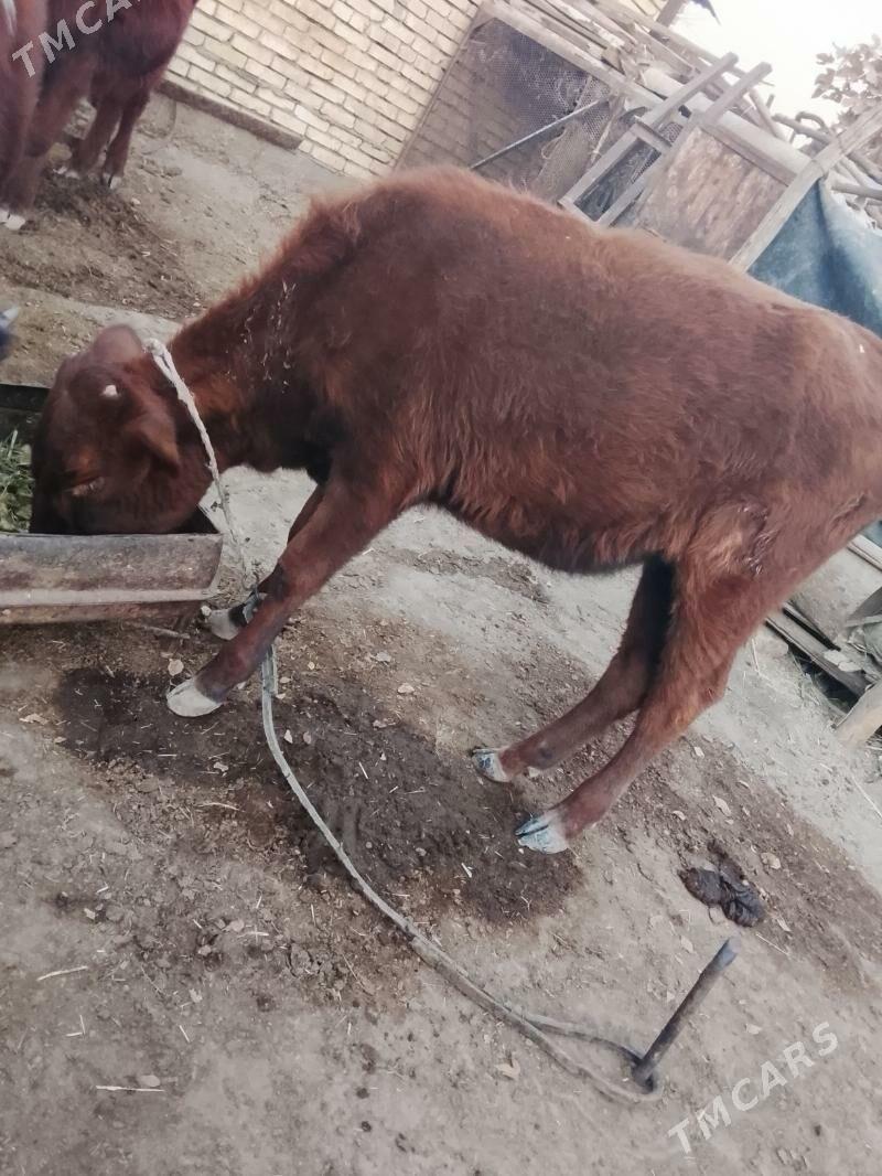 gulajyn - Сакарчага - img 2