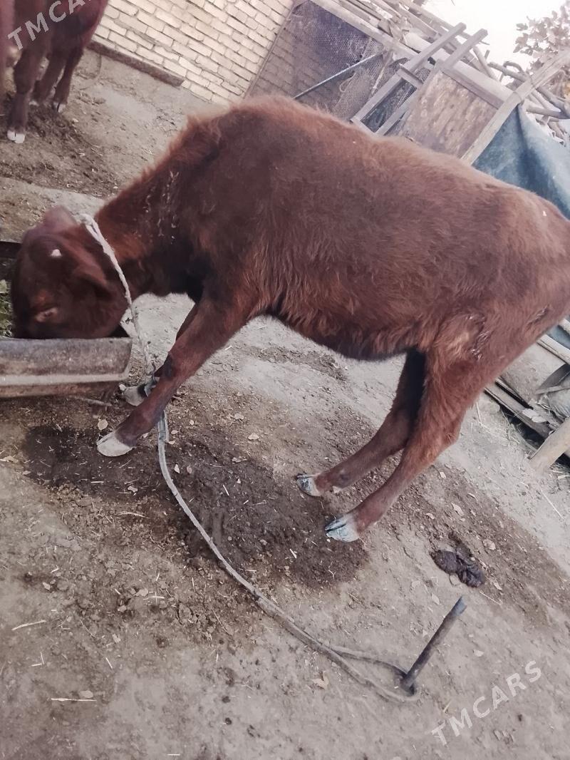 gulajyn - Сакарчага - img 1