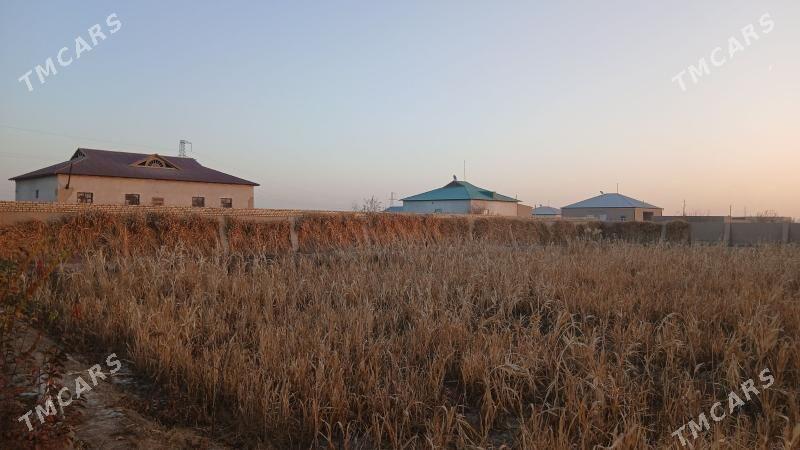 mal oty - Daşoguz - img 2