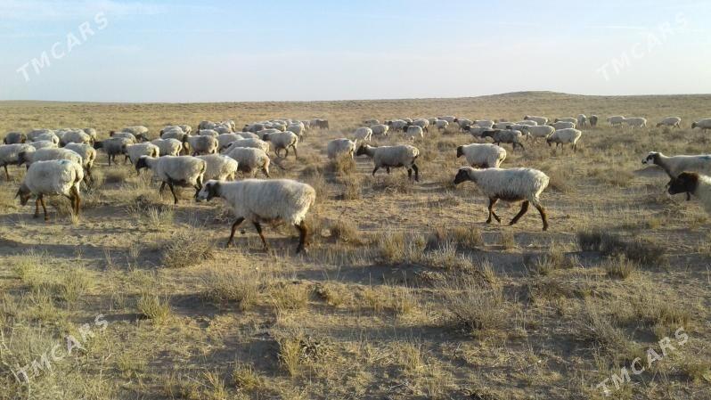 Goýunlar - Туркменбаши - img 1