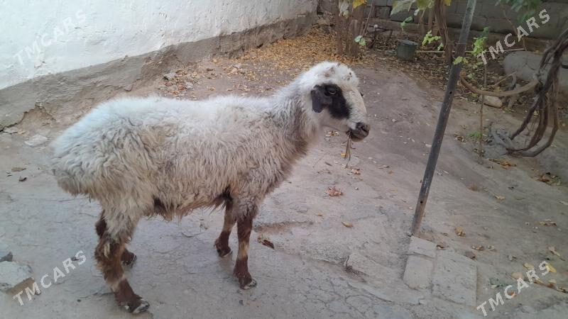 Баран, Goyun - Gyzylarbat - img 1