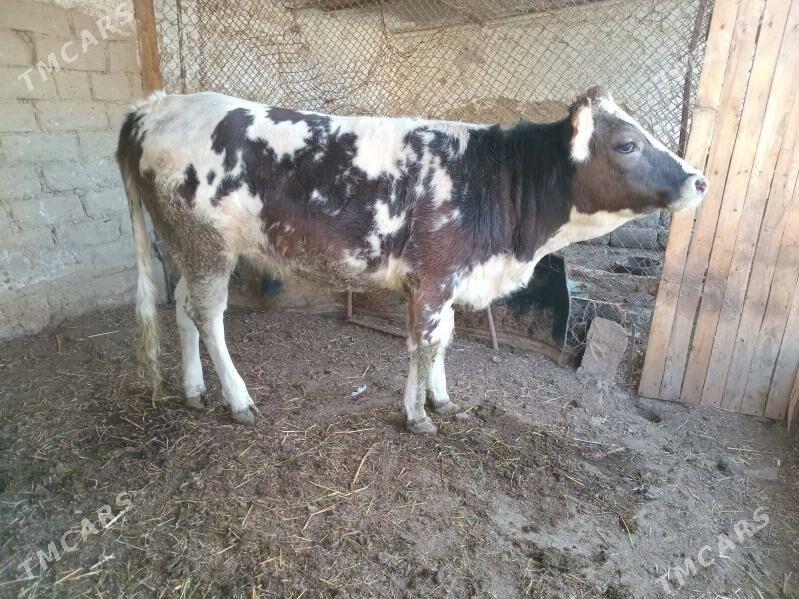 TUWE - Гёкдепе - img 2