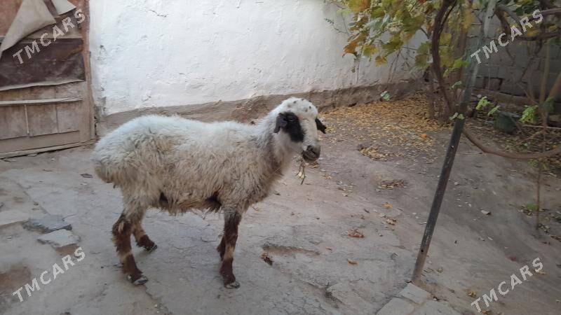 Баран, Goyun - Gyzylarbat - img 2