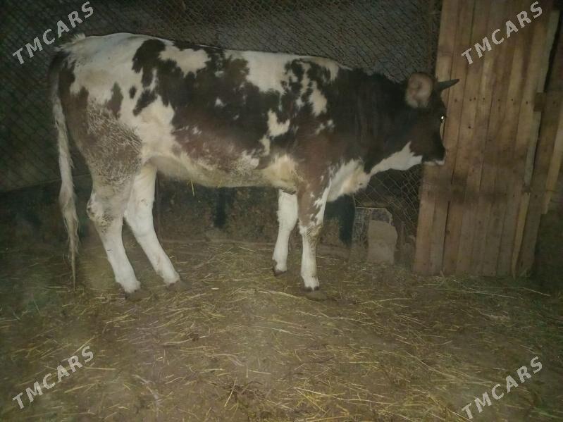 TUWE - Гёкдепе - img 3