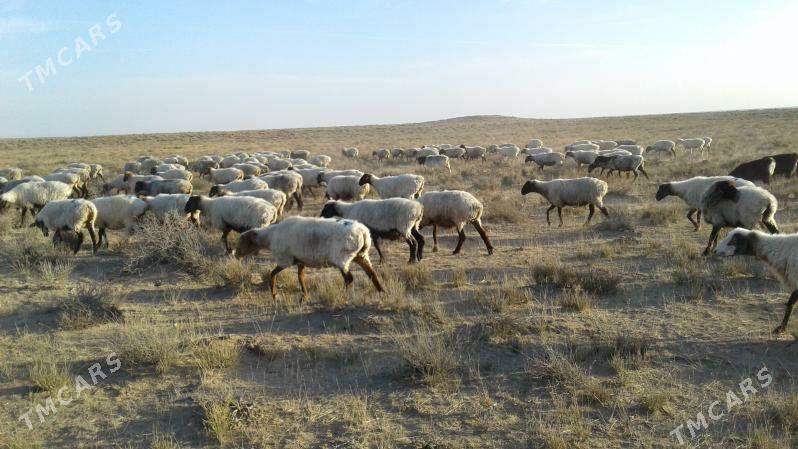 Goýunlar - Туркменбаши - img 2
