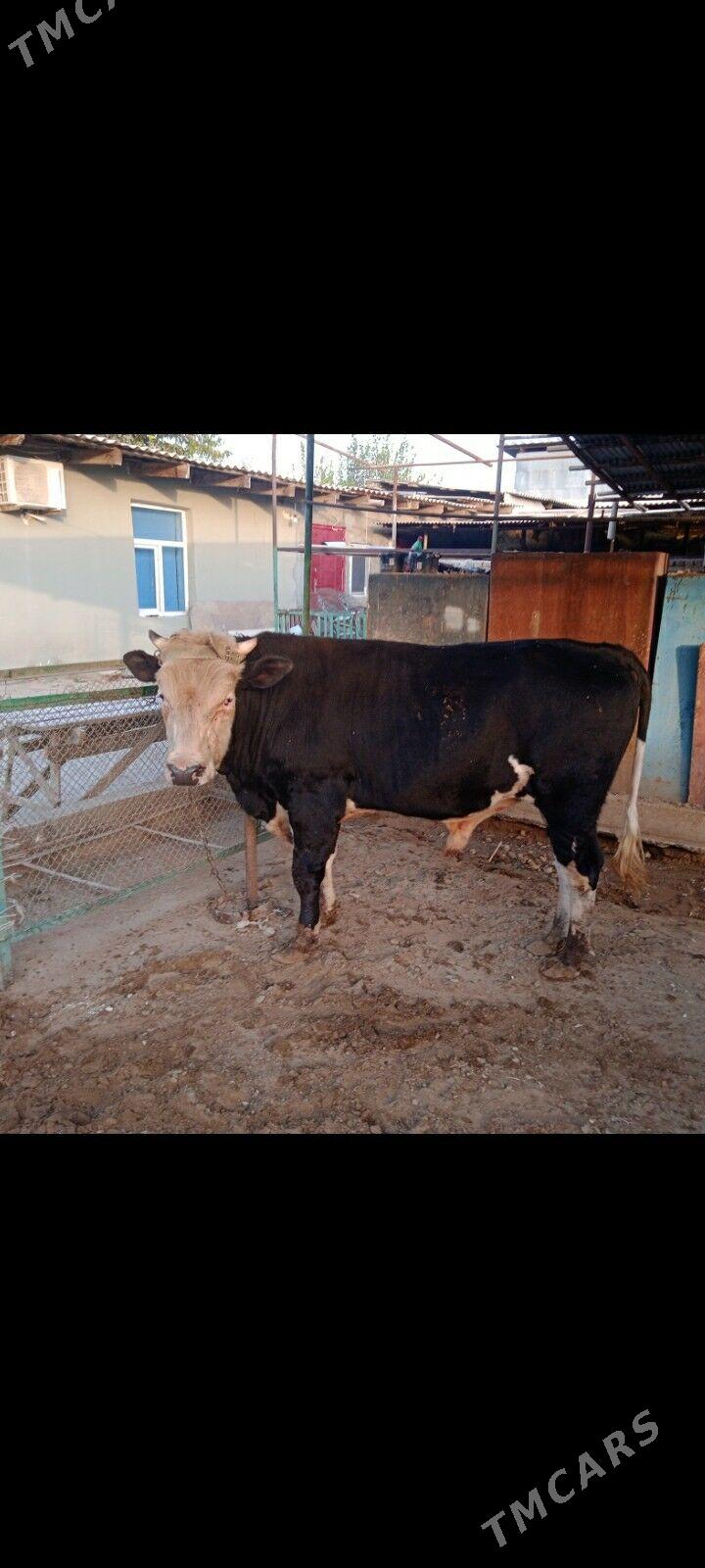 okuz - Ашхабад - img 2