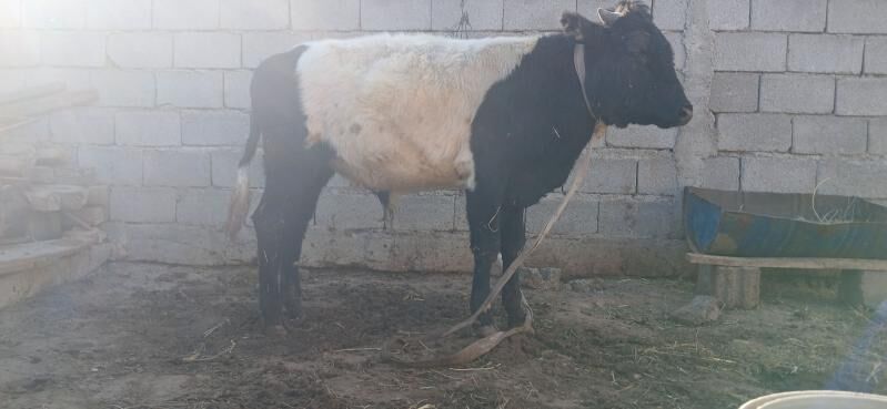 gole okuz - Бузмеин - img 4