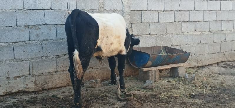 gole okuz - Бузмеин - img 2