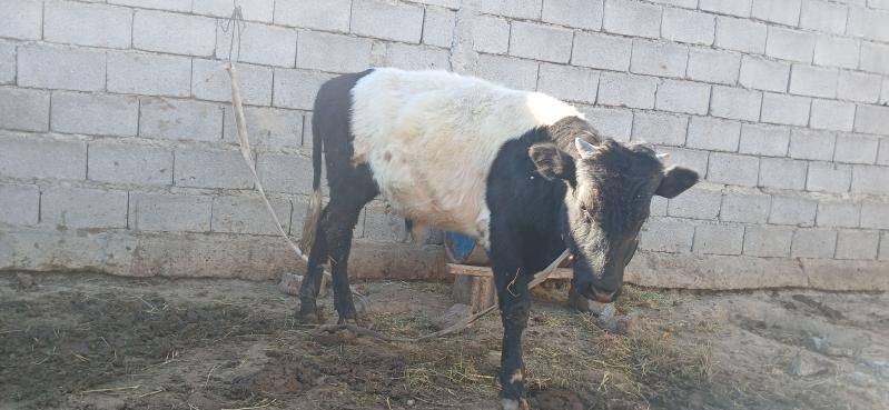 gole okuz - Бузмеин - img 3