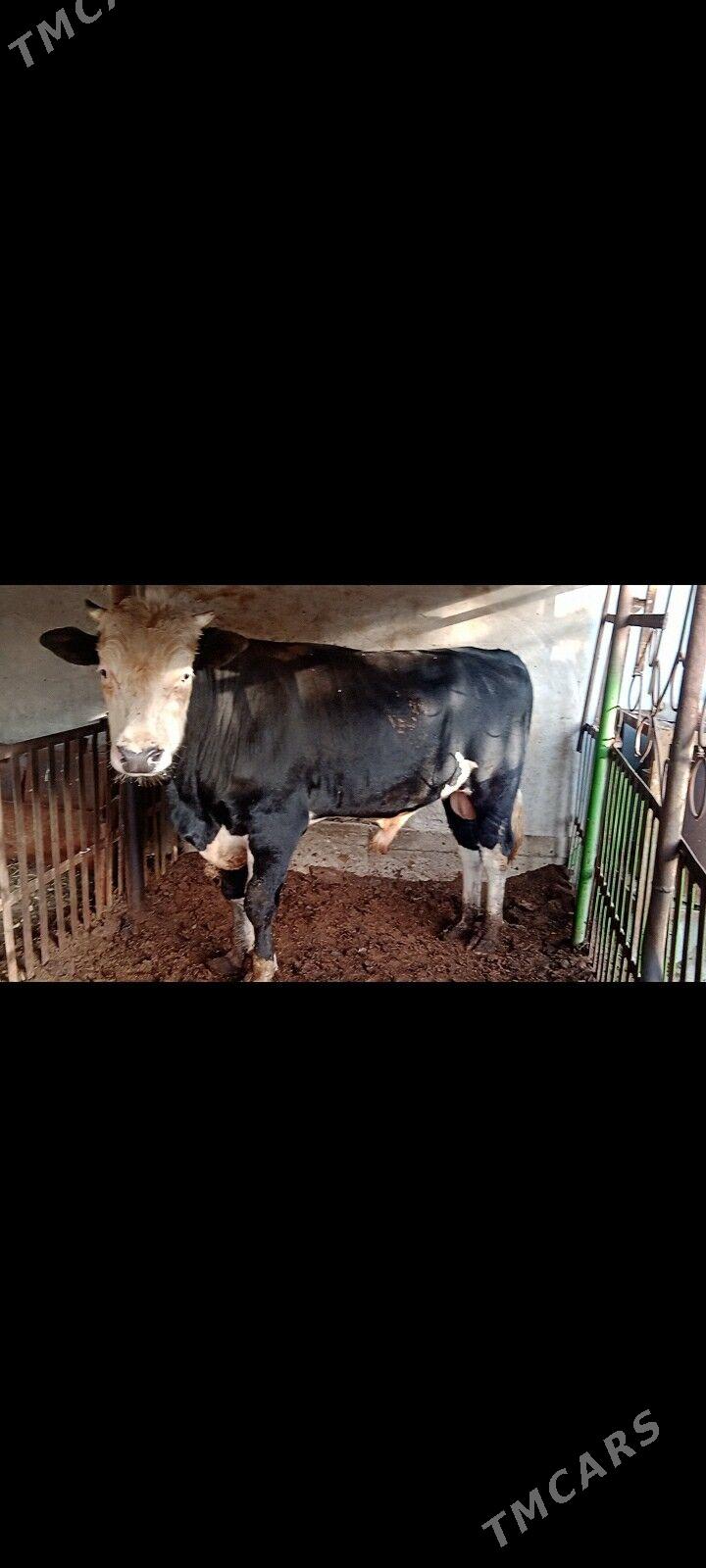 okuz - Ашхабад - img 5