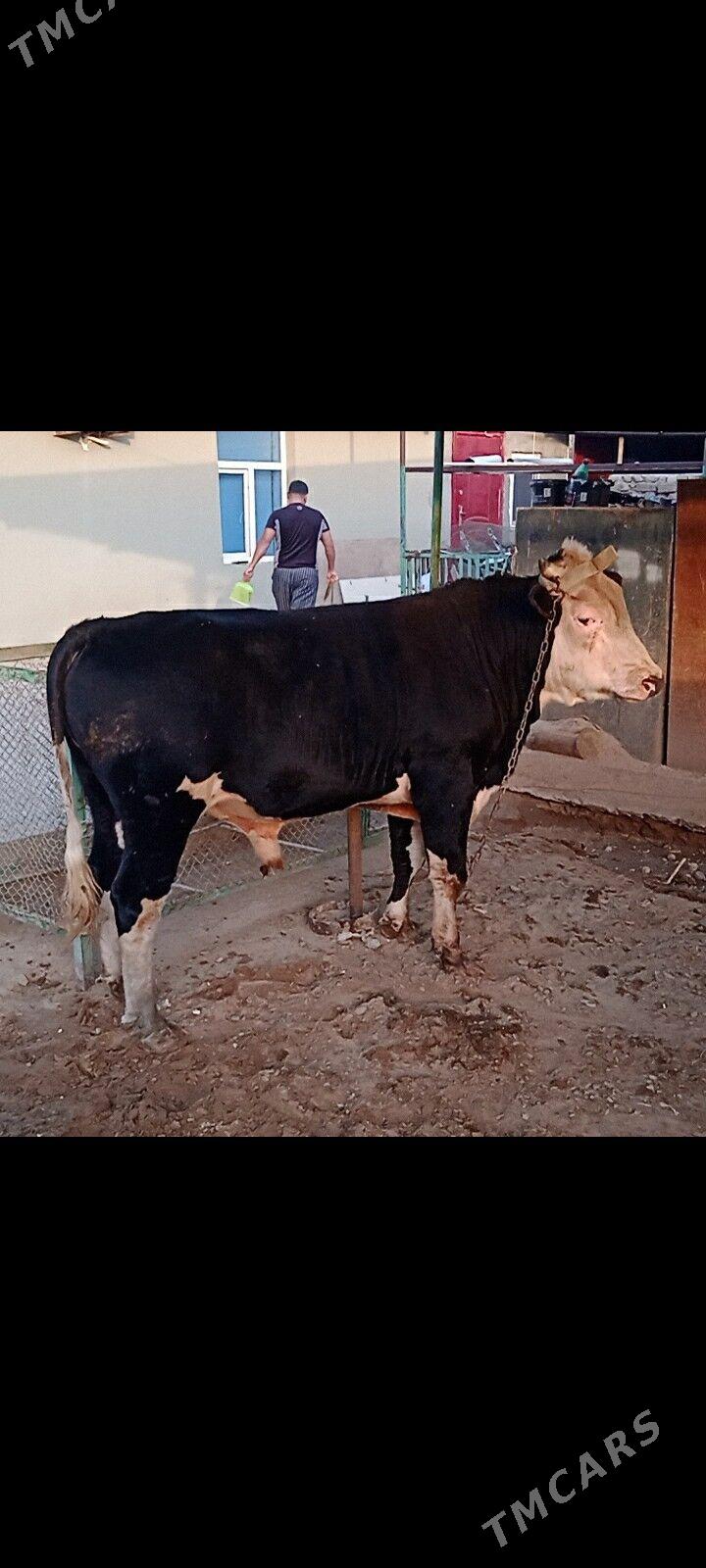 okuz - Ашхабад - img 3