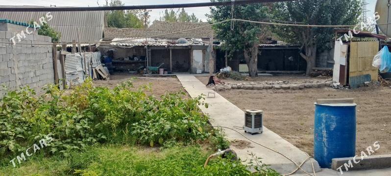 satlyk jaylar, daca - Ak bugdaý etraby - img 6