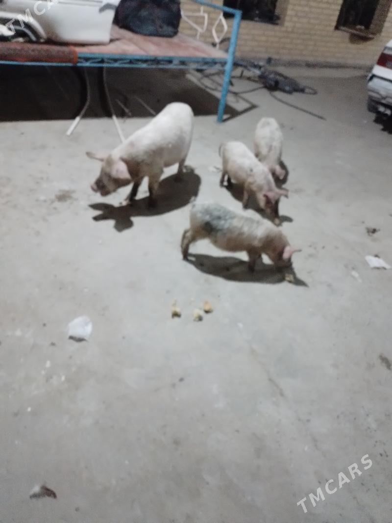 3 aylyk jojyk - Türkmenabat - img 3