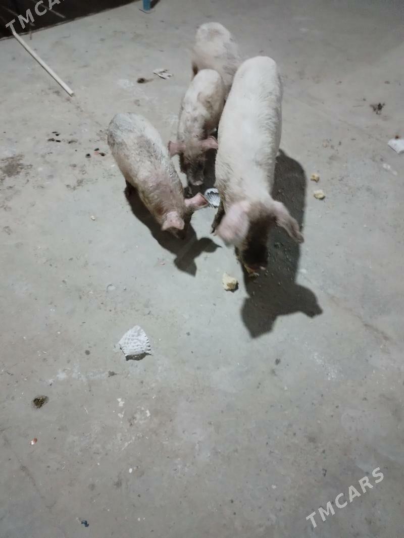 3 aylyk jojyk - Türkmenabat - img 6