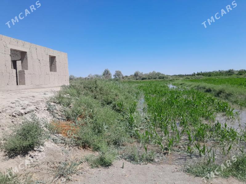 jay - Гороглы (Тагта) - img 4