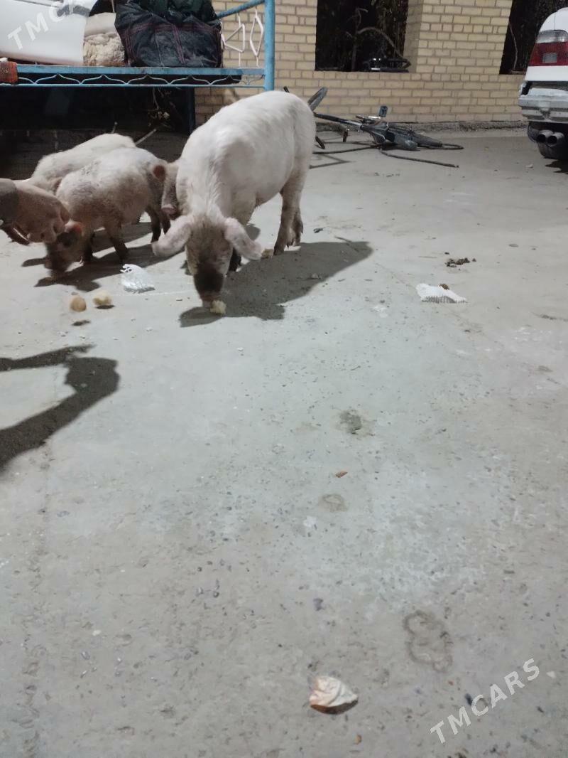 3 aylyk jojyk - Türkmenabat - img 7