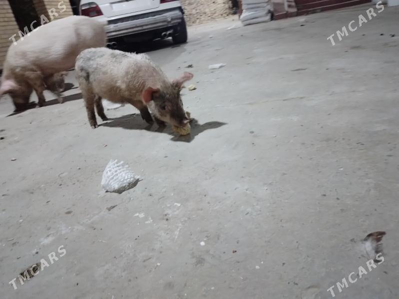 3 aylyk jojyk - Türkmenabat - img 5