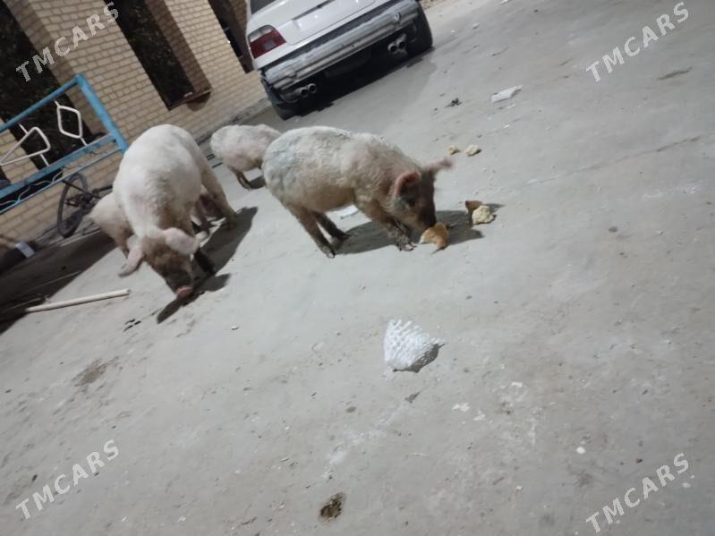 3 aylyk jojyk - Türkmenabat - img 4