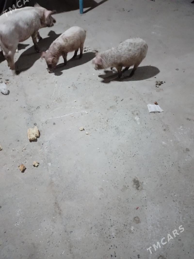 3 aylyk jojyk - Türkmenabat - img 1