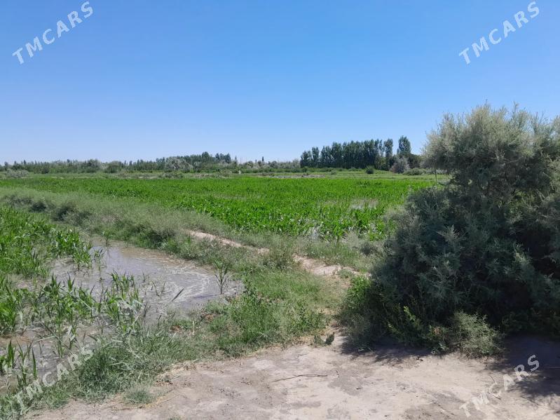 jay - Гороглы (Тагта) - img 5