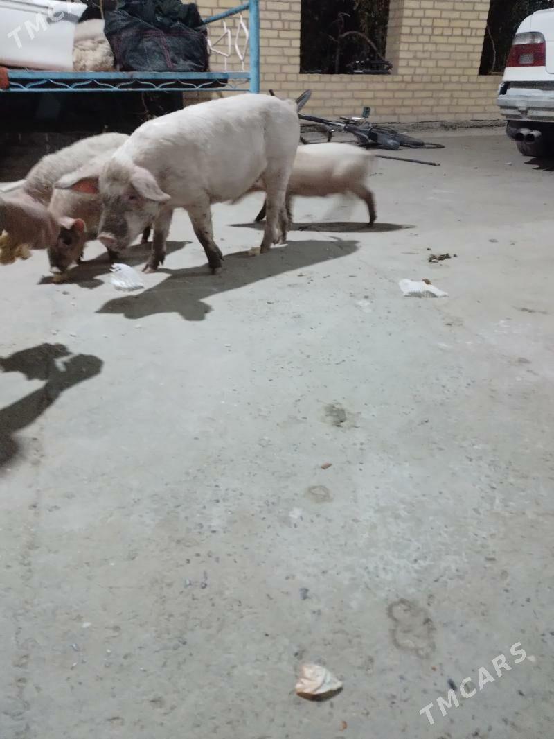 3 aylyk jojyk - Türkmenabat - img 8