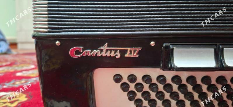 AKARDEON - Mary - img 4