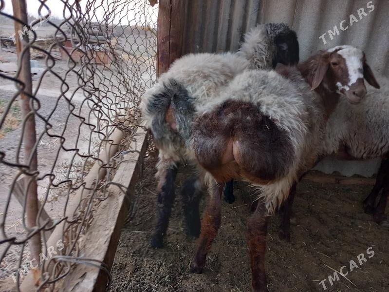 tokly - Векильбазар - img 4