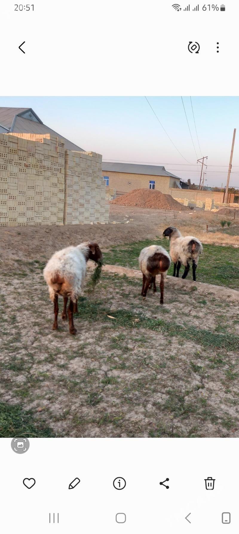 tokly - Векильбазар - img 7