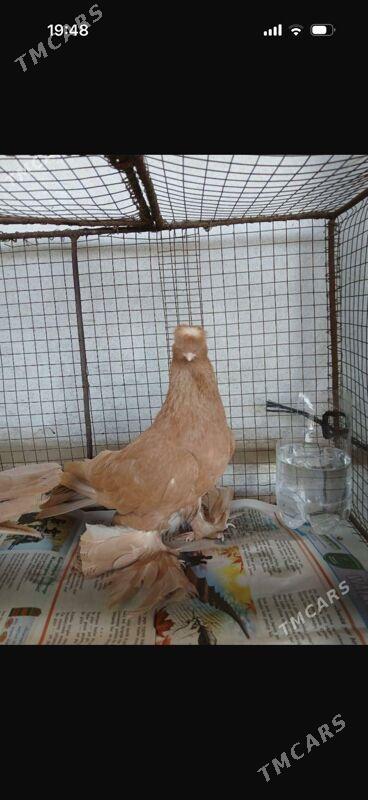 Кепдер - Туркменабат - img 2