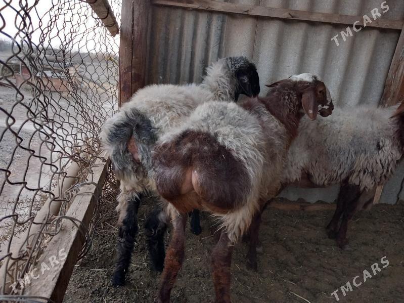 tokly - Векильбазар - img 3